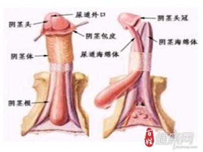 包皮水肿的饮食偏方